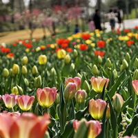 CHINA-QINGMING FESTIVAL-HOLIDAY (CN)
