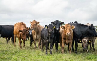 Liveweight beef trade trumps a deflated deadweight market