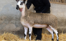  New Bluefaced female centre record of 12,000gns set at J36