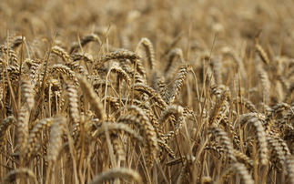 Weetabix farmers slash CO2 in low carbon wheat trial