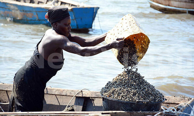 Residents at Kisansa West Landing Site cash in on seashells Residents at Kisansa West Landing Site cash in on seashells