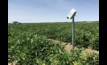  A Goanna Ag canopy sensor in a tomato crop near Swan Hill in Victoria. Image courtesy Goanna Ag.