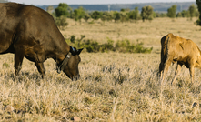 Halter has been granted a license for its virtual fencing technology to be used in Victoria.