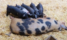 Saskia Beer's Barossa 'black pigs' not the real deal