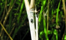 Plan canola rotations to stop sclerotinia in the west