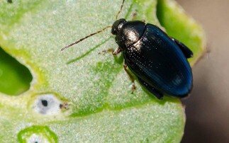 Digestate deters flea beetle to protect OSR in Wales