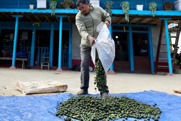 Rudraksha farming in Nepal: Prosperity meets peril as farmers chase Chinese market demand