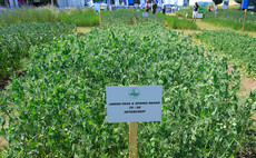 Intercropping peas and beans could offer a low-input feed crop