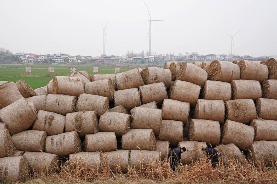 From waste into wealth: Chinese scientists find new way to turn straw into super-materials