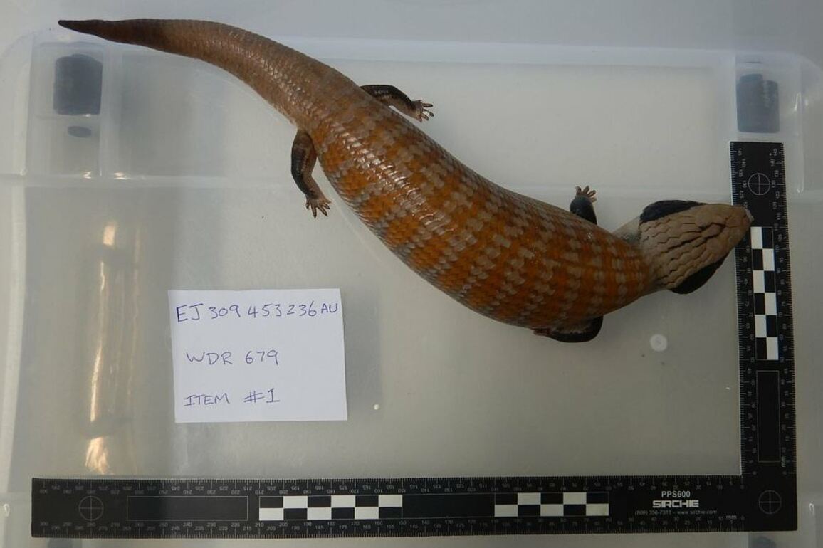 International student thrown behind bars after attempting to smuggle Aussie wildlife to China