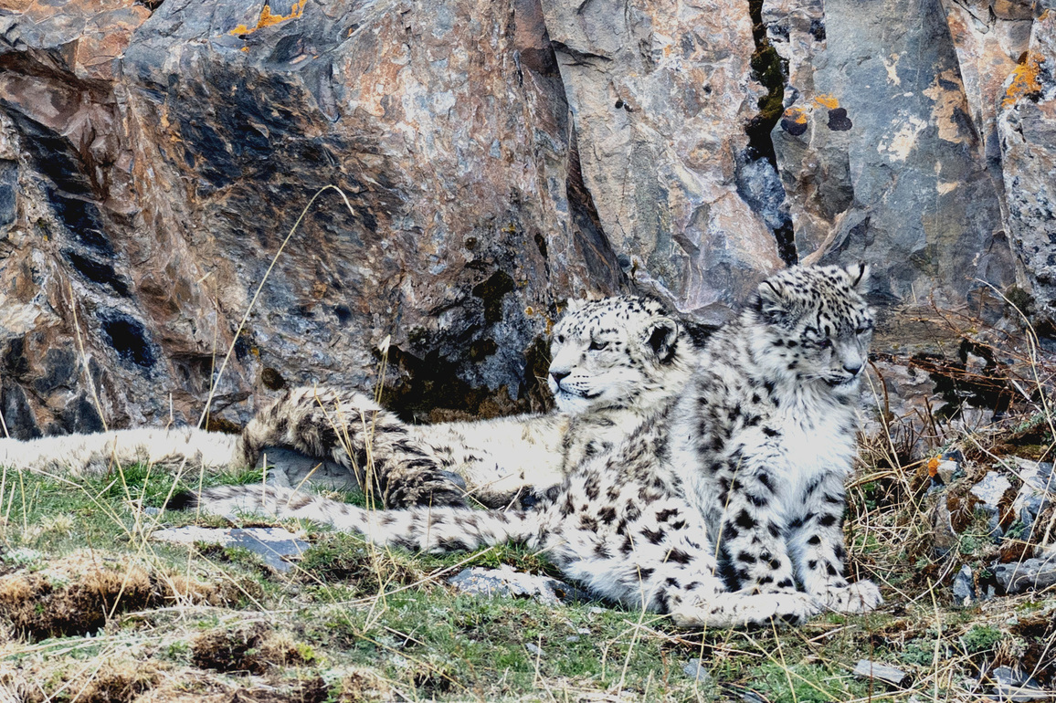 #CHINA-SICHUAN-GARZE-SNOW LEOPARD (CN)