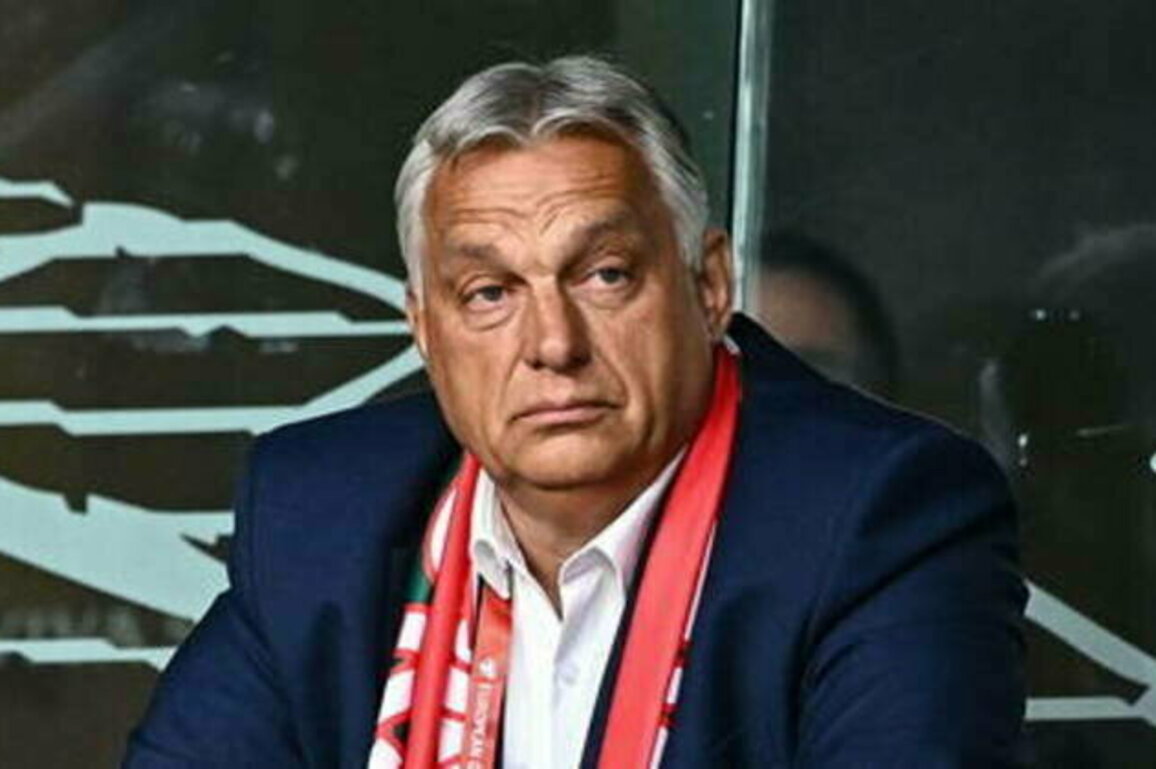 EU leaders 'want to go to war' with Russia - Orban
