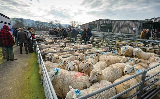 New step-by-step sheep quarantine guide launched