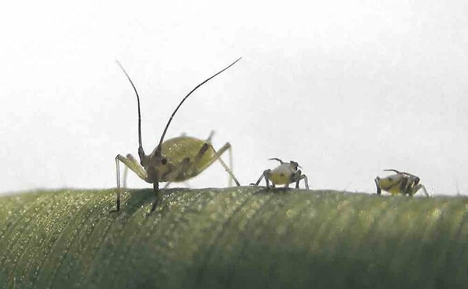 Grain aphid