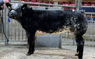 Auction mart sales round-up: Show potential cattle sell to £9,000 at Skipton and £3,900 at Barnard Castle