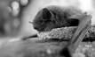 New bat virus could solve Hendra dilemma