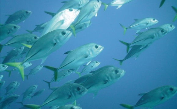 90% of fish stocks worldwide are either fully fished or overfished