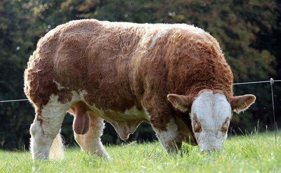 Simmental bull smashes records at Roscommon