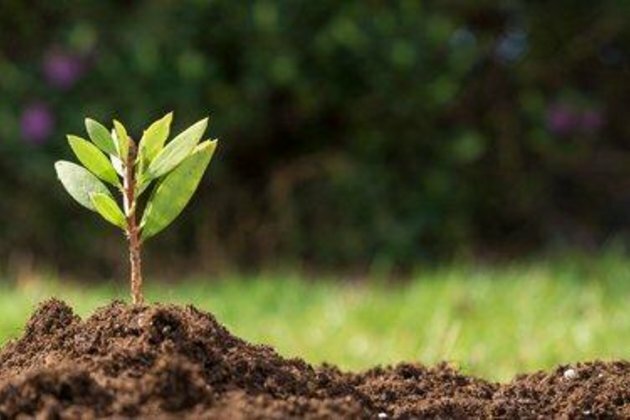 Hemp Seeds Market - Global Industry Analysis, Size, Share, Growth, Trends and Forecast 2019 - 2024