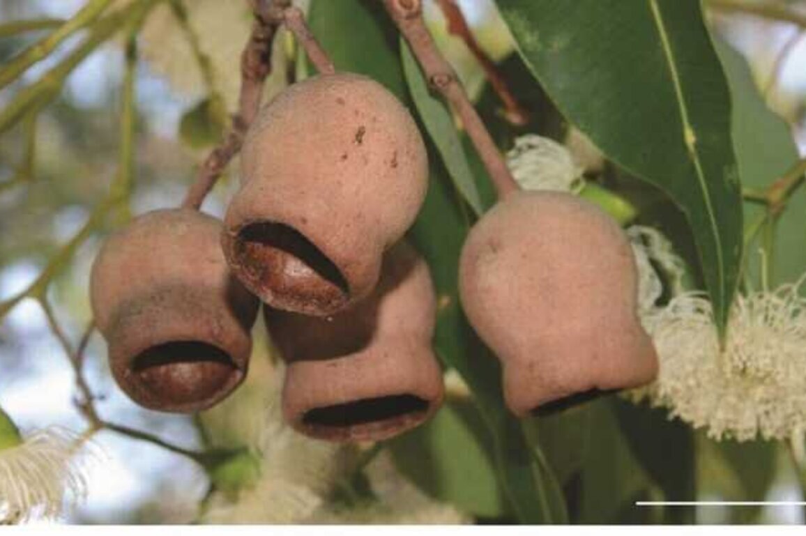 NYU Abu Dhabi study explores use of marri nut for safer materials