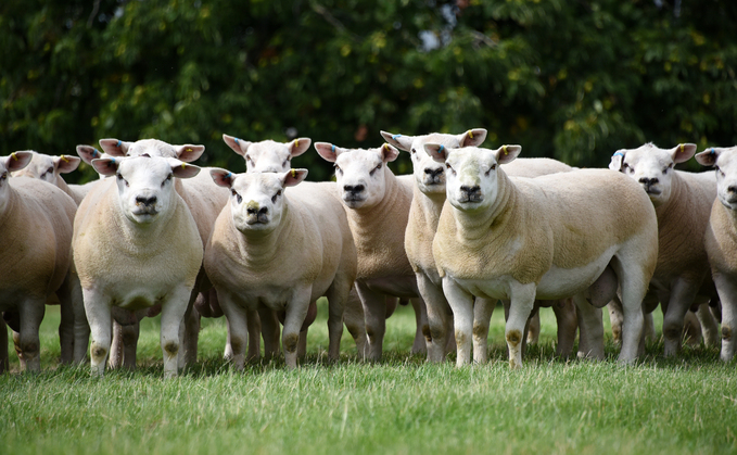 In some cases, heat stress can cause damage to the DNA of rams' sperm.