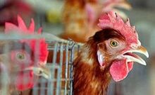 Woodside braces for bird flu *UPDATE*