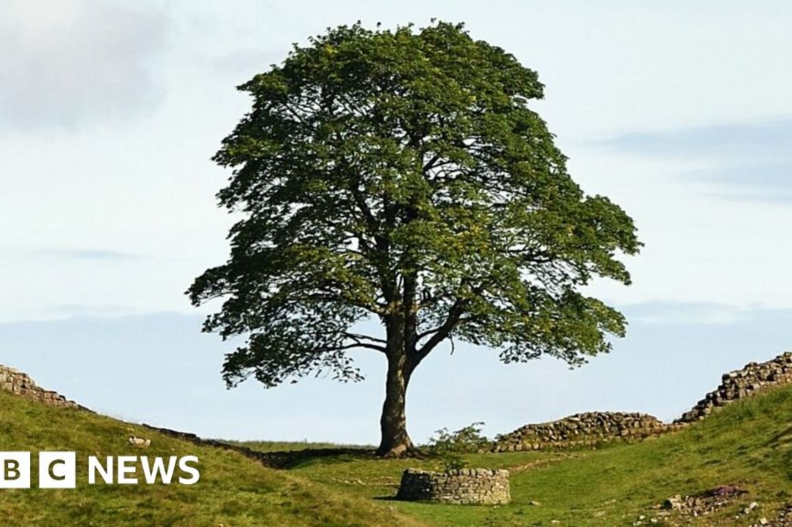 Sycamore Gap trial- What have jurors heard this week&quest;