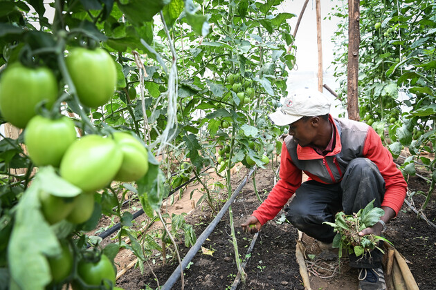 (Hello Africa) Kenyan smallholders embrace smart technology to boost yields