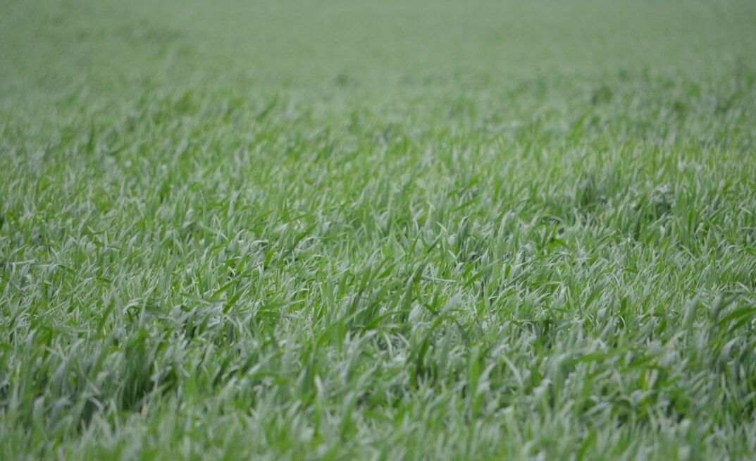 Many crop growing regions felt the pain of  hot, dry spells throughout September and October. 