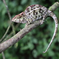 MADAGASCAR-RANOMAFANA NATIONAL PARK-RAINFOREST-BIODIVERSITY