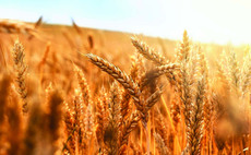 Grain market settles but bullish tone remains