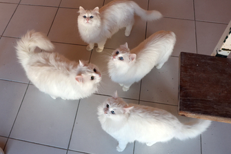 TRKIYE-ANKARA-ANGORA CAT-CONSERVATION