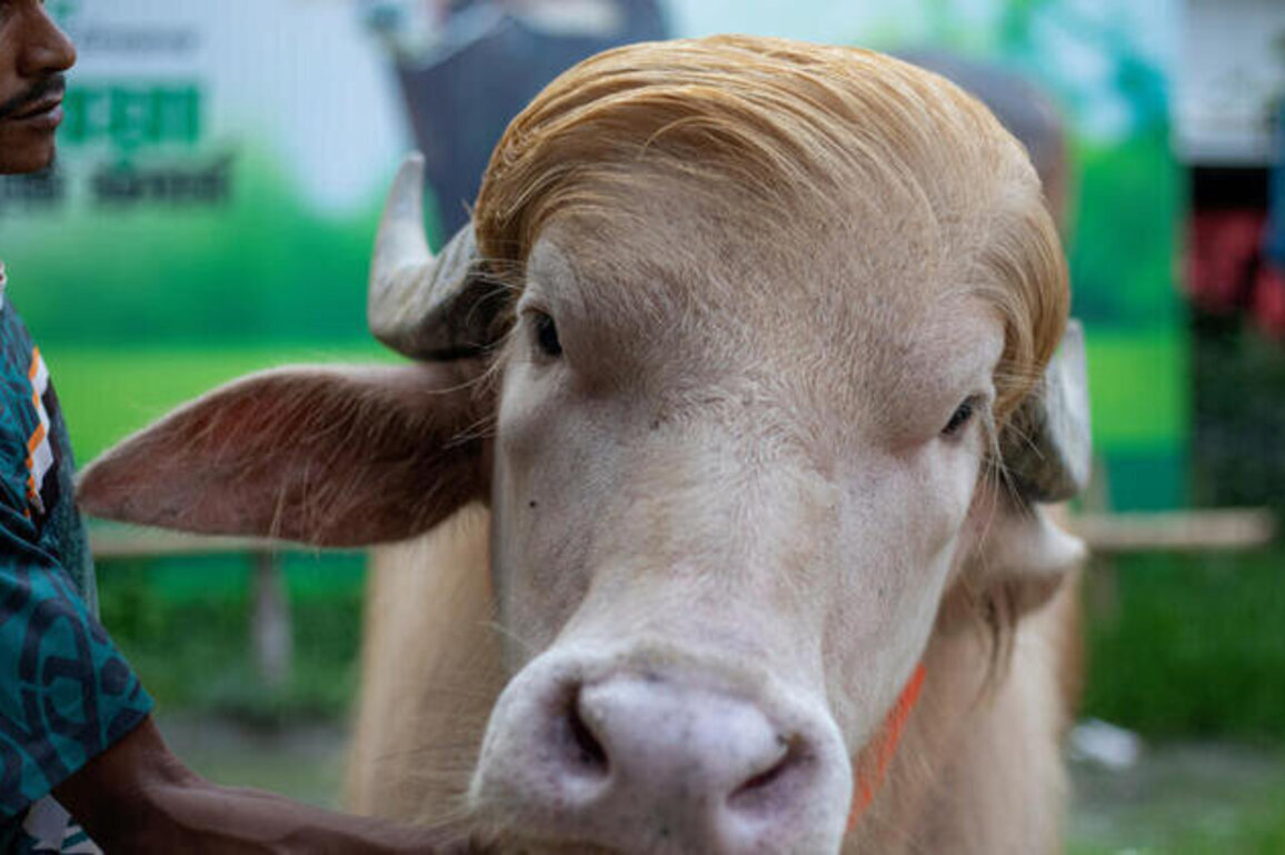 Viral stardom saves Trump buffalo from sacrifice in Bangladesh