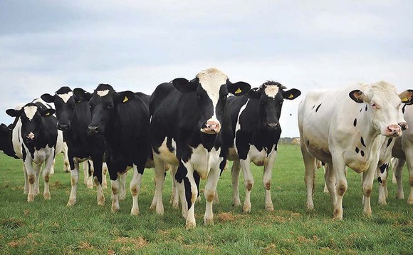 New entrants top Holstein bull rankings