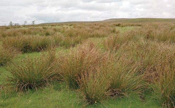 Invasive rushes spreading in upland farm fields