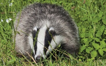 Call for rethink on badger cull | Farm News | Farmers Guardian