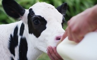 Why feeding method is important for calves: The role of the oesophageal groove 