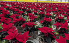 UK-grown poinsettia flowers make £1m+ presence on the Christmas market