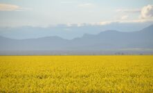 Excellent yields are expected from areas of northern New South Wales and Queensland, like this canola crop near Moree, NSW. 
