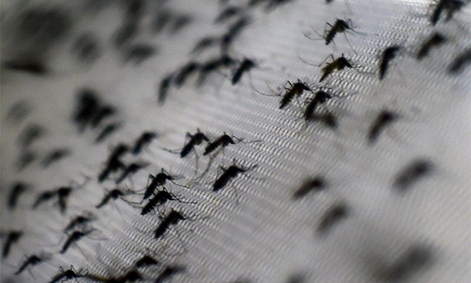 Comoros 'on the cusp of eradicating malaria' Comoros 'on the cusp of eradicating malaria'