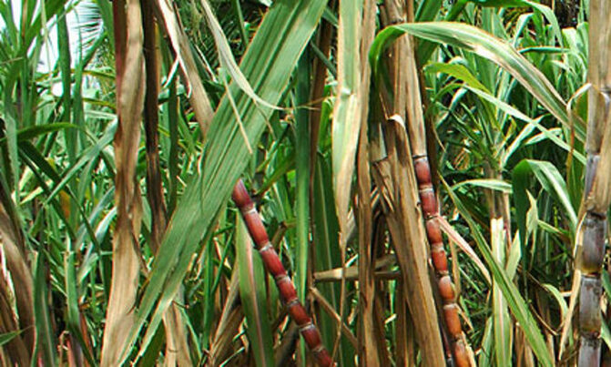 Hard facts about sugar industry in Uganda Hard facts about sugar industry in Uganda