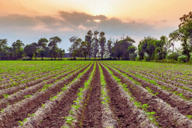 EU Farmland Prices Climb in 2024, Bulgaria Records Near-6% Increase
