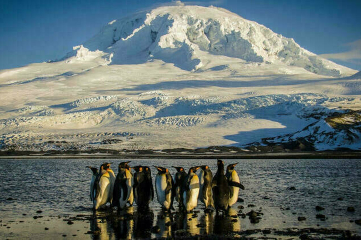 Penguin memes take flight after Trump tariffs remote island