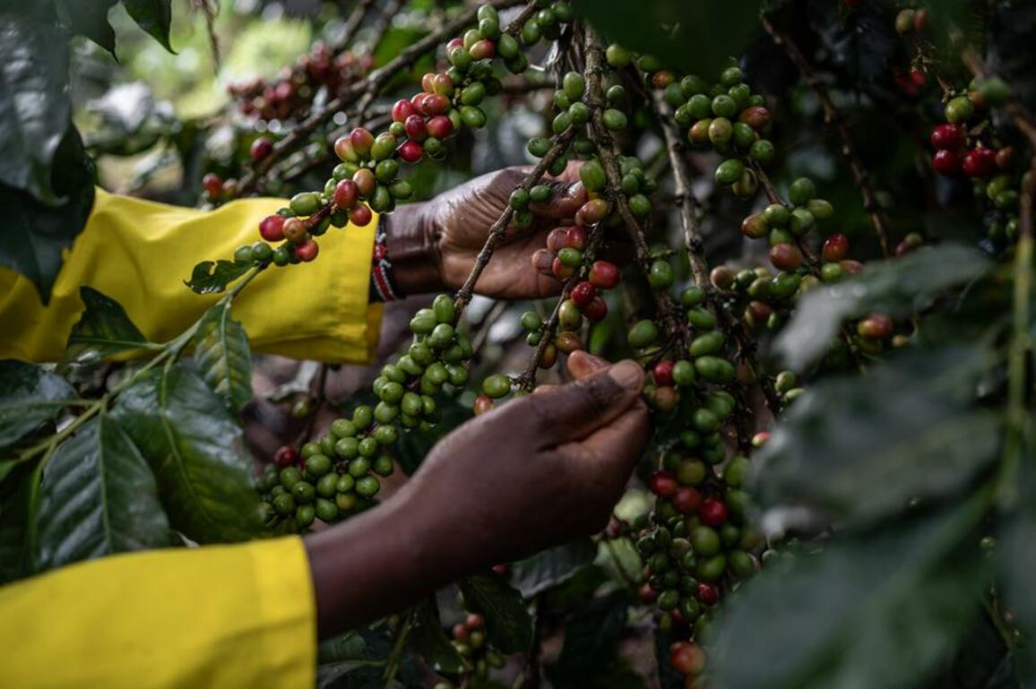 Behind the story of coffee: Africa's struggle against colonialism