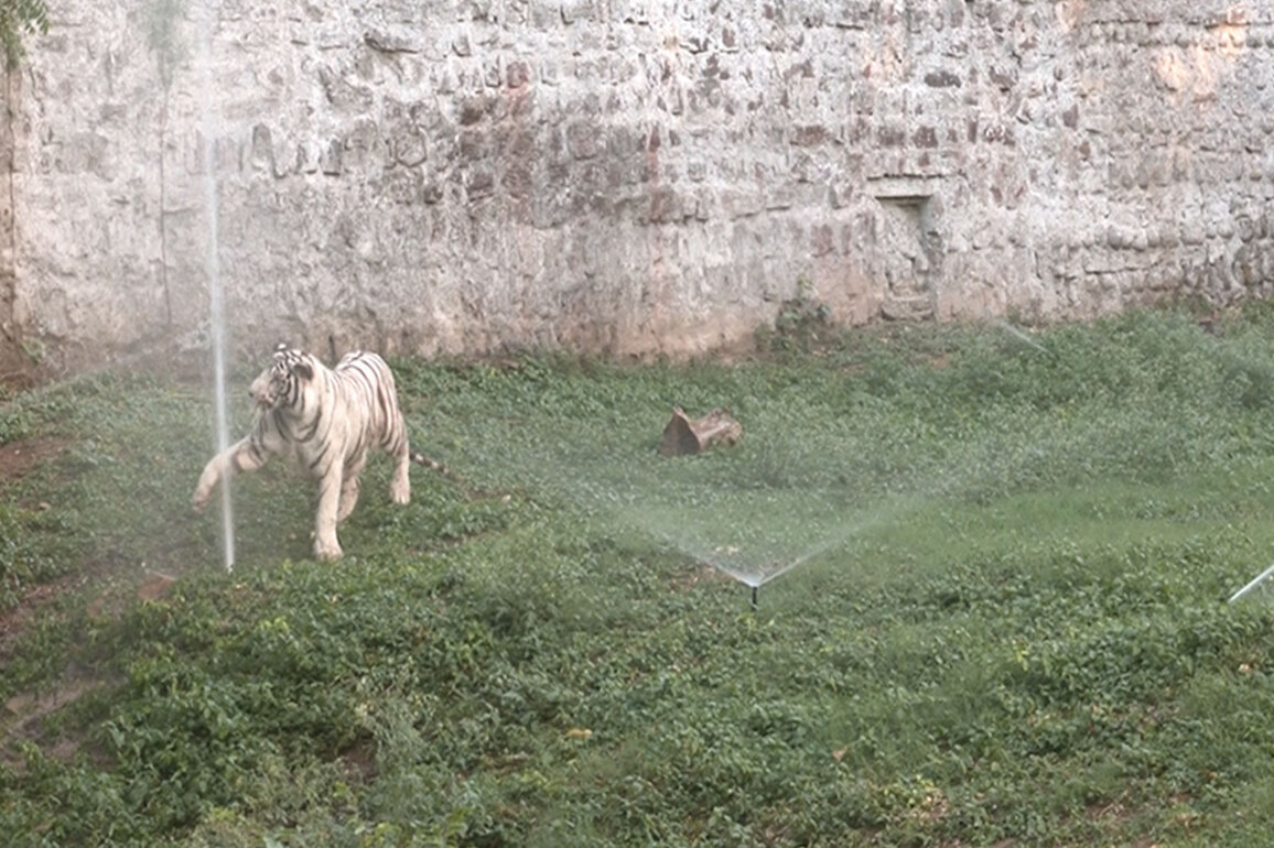 MP: Special arrangements made at Gwalior Zoo to protect wildlife from rising heat