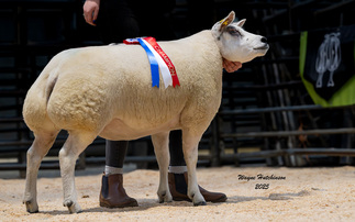 Sales round up: Beltex reach 4,200gns at Carlisle, record pig price at Thirsk, lamb record at Bentham, £5,000 top at Melton Mowbray