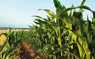 Inquiry launched into efficient nitrogen use and management