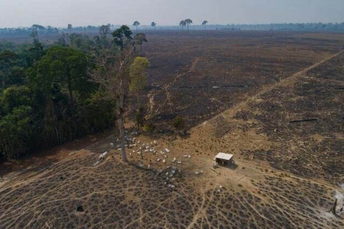 Delay on Tracing Cattle Endangers Brazil's Amazon
