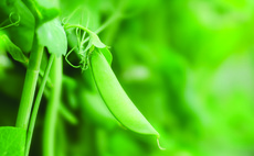 Pea and bean growers offered chance to boost income while benefiting climate