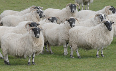 Sheep trade 'sticky in places'